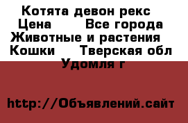 Котята девон рекс › Цена ­ 1 - Все города Животные и растения » Кошки   . Тверская обл.,Удомля г.